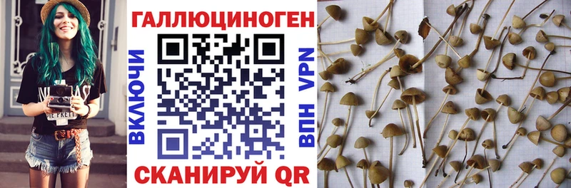 купить закладку мориарти Telegram Псилоцибиновые грибы мухоморы Дигора